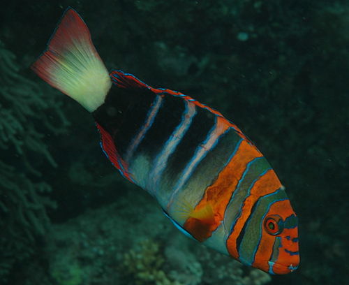 Harlequin tuskfish